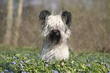 SKYE TERRIER 096